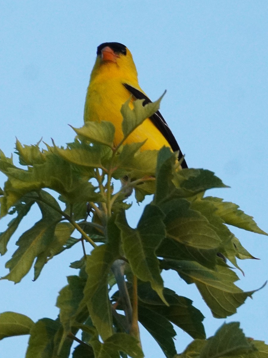 American Goldfinch - ML638826206
