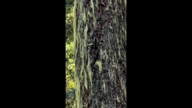 American Three-toed Woodpecker (Northwest) - ML638826248