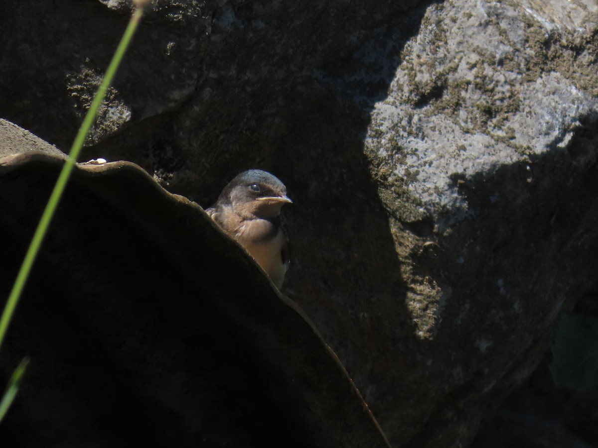 låvesvale (erythrogaster) - ML638826253