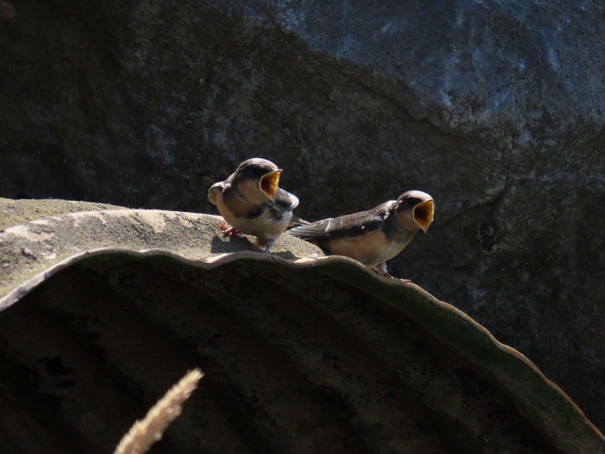 låvesvale (erythrogaster) - ML638826254