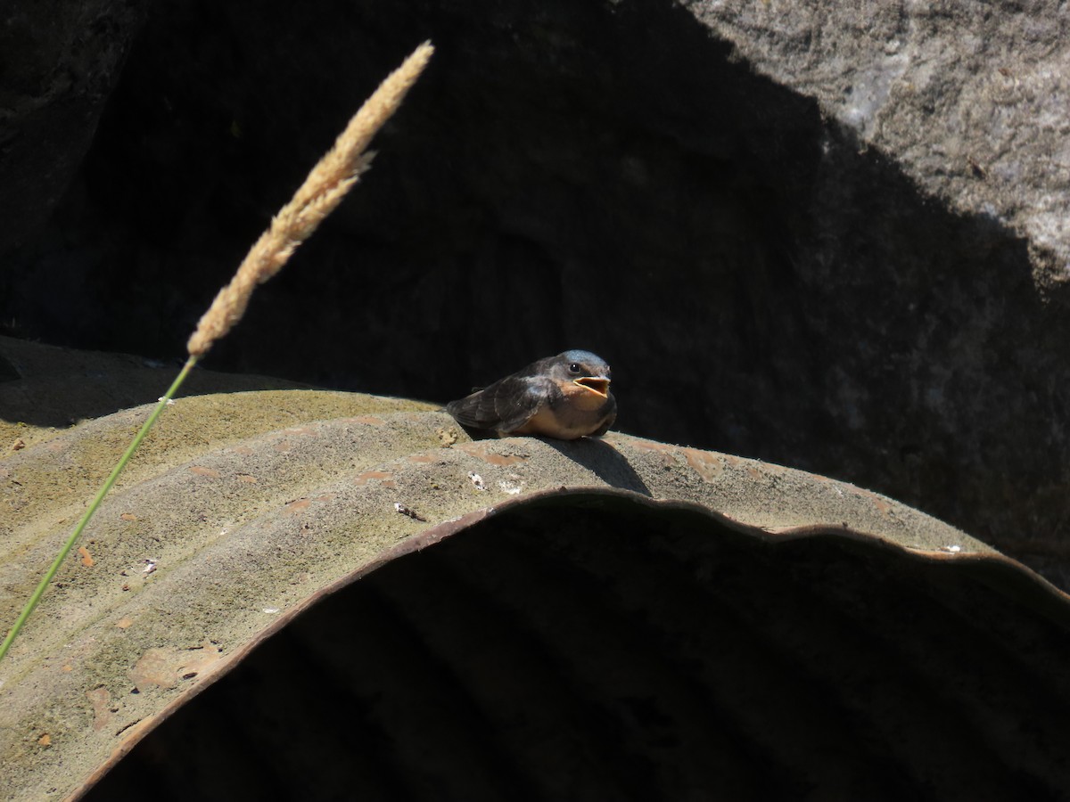 låvesvale (erythrogaster) - ML638826255