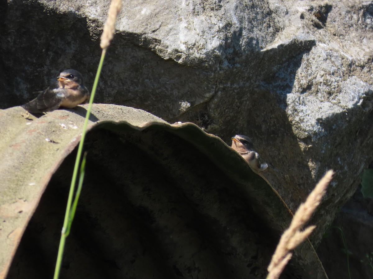 låvesvale (erythrogaster) - ML638826257