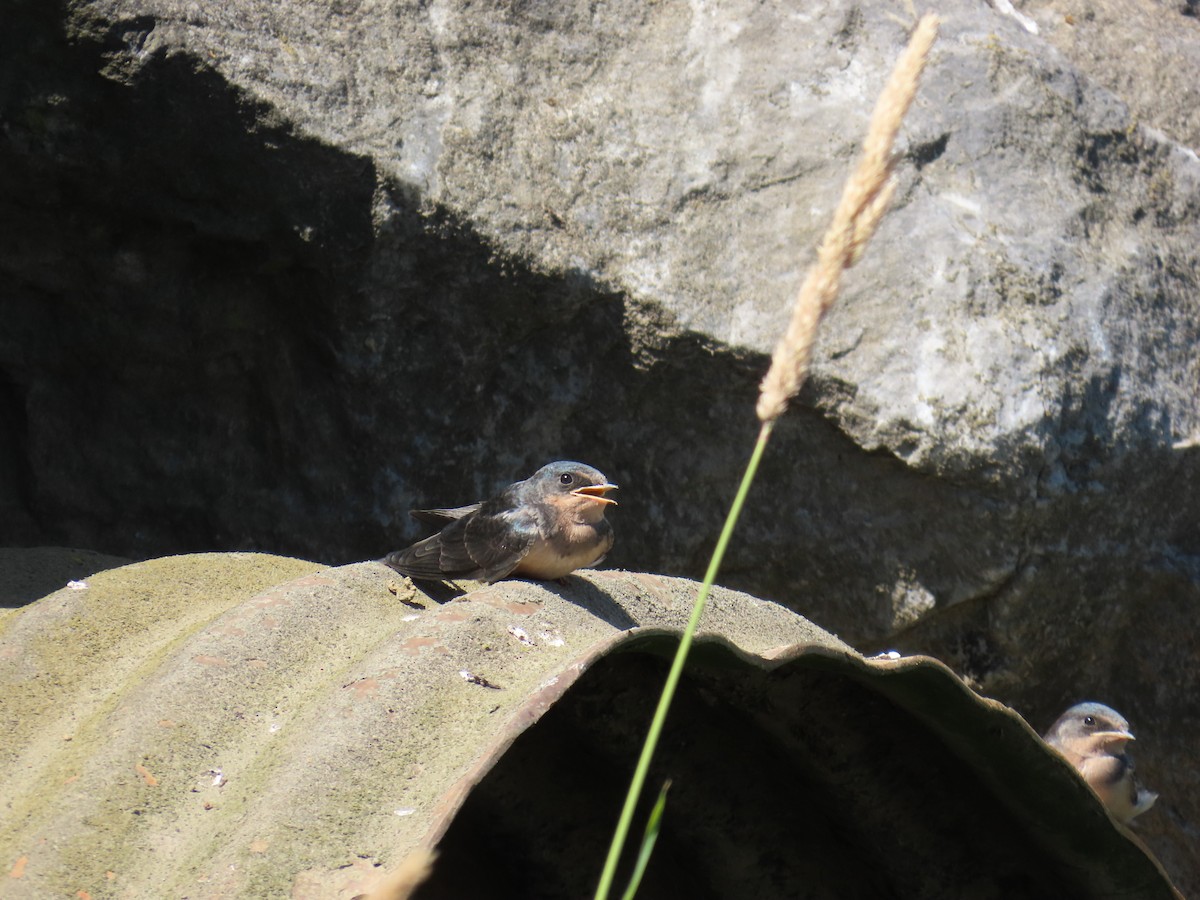 låvesvale (erythrogaster) - ML638826259