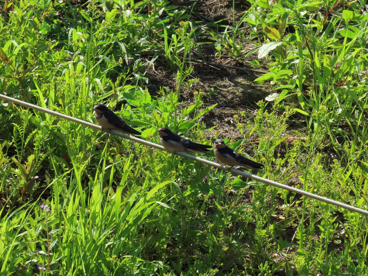 låvesvale (erythrogaster) - ML638826261