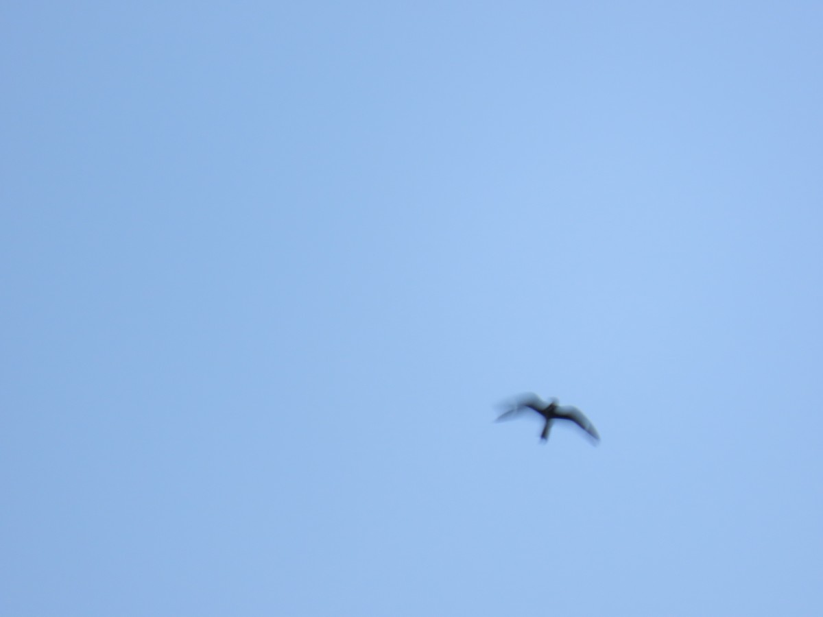 Common Nighthawk - ML638826280