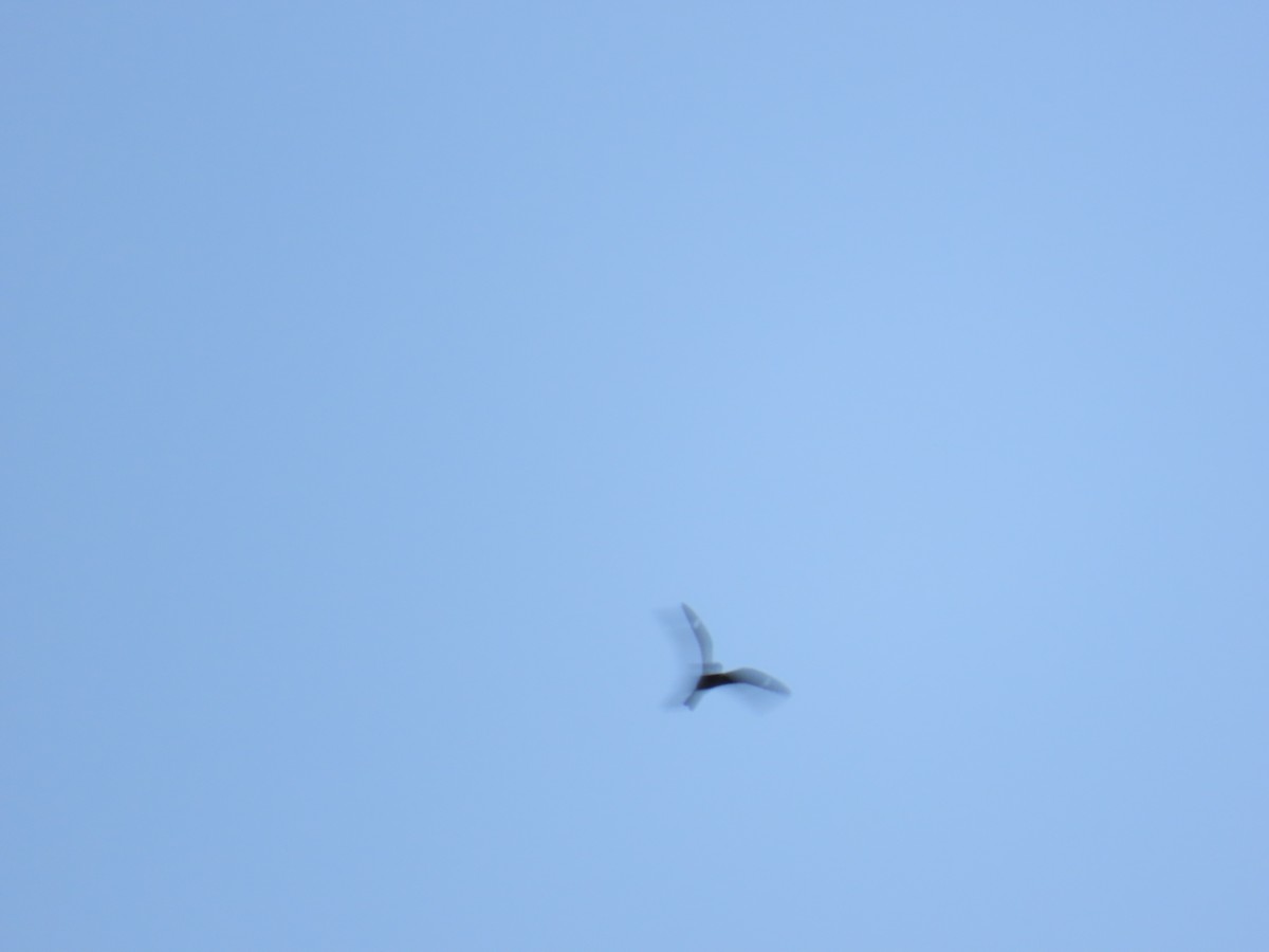 Common Nighthawk - ML638826281