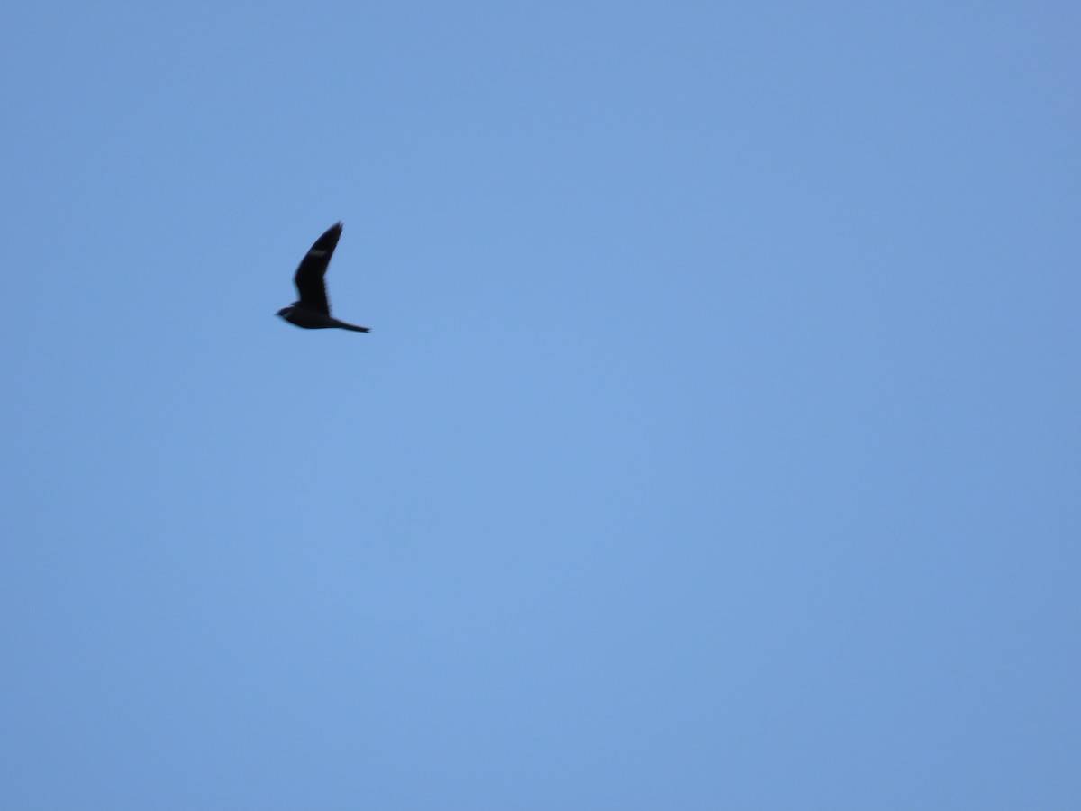 Common Nighthawk - ML638826282