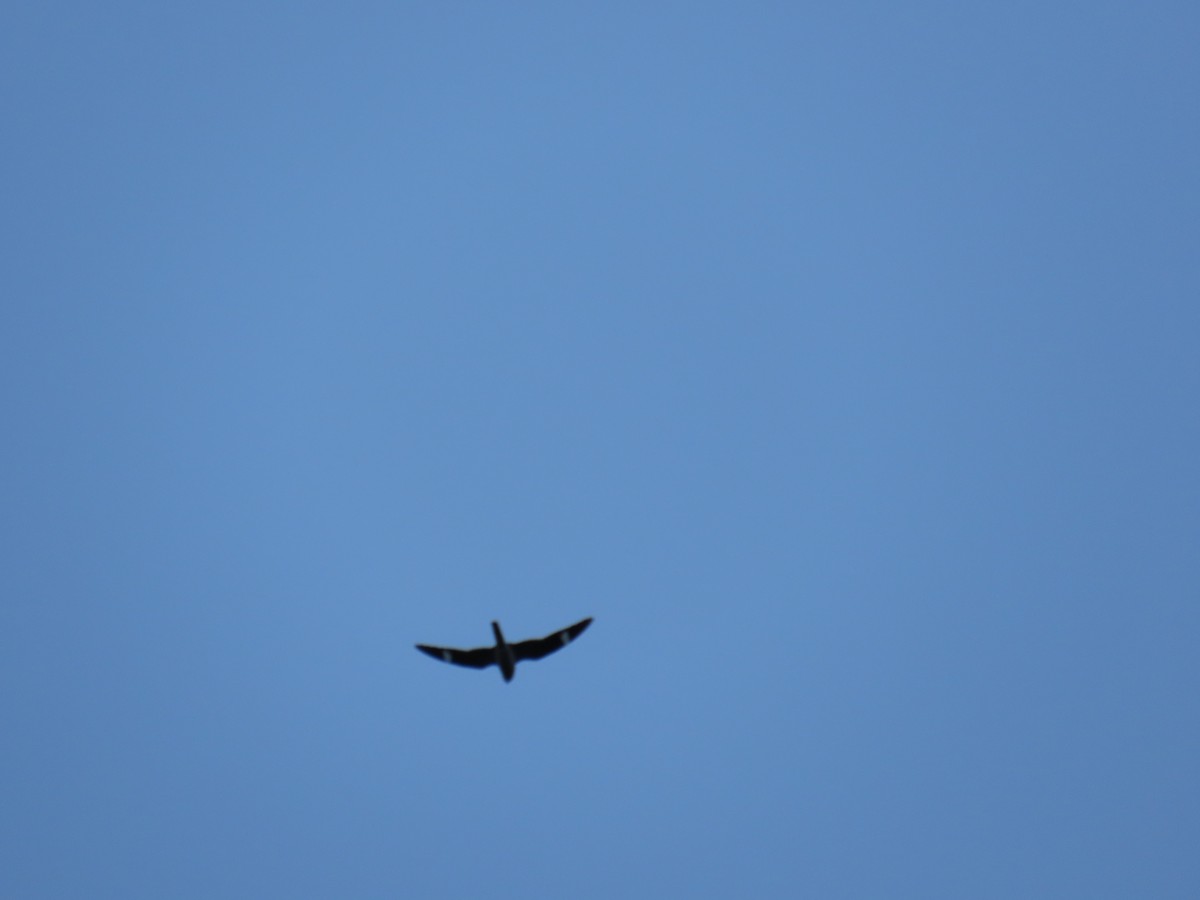 Common Nighthawk - ML638826283