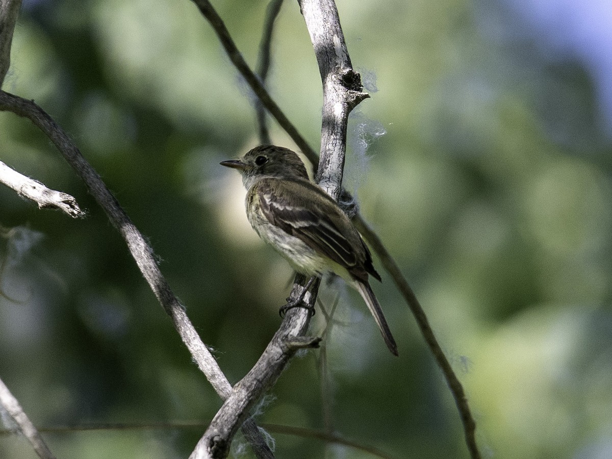 Moucherolle tchébec - ML638826316