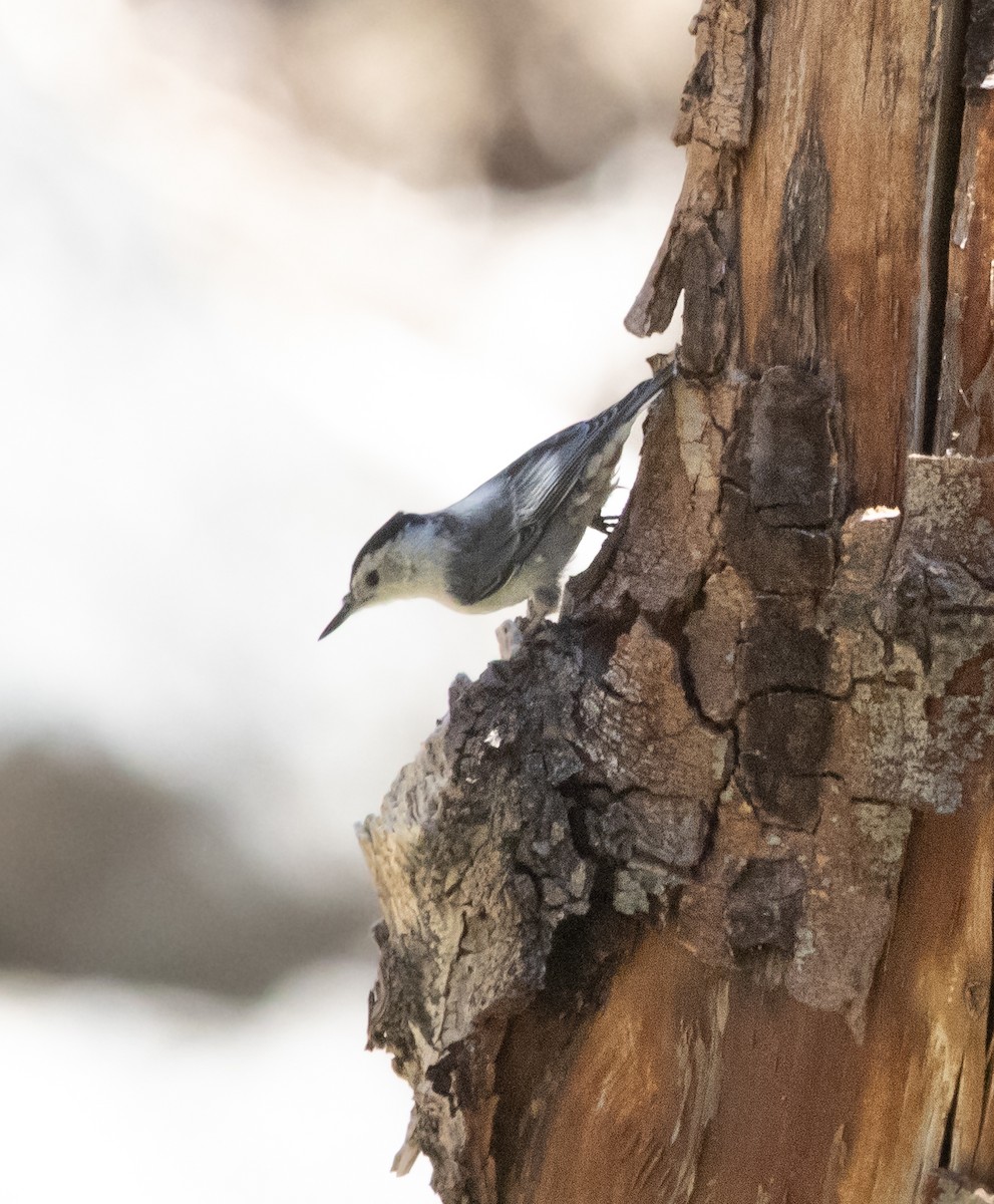 White-breasted Nuthatch - ML638826351