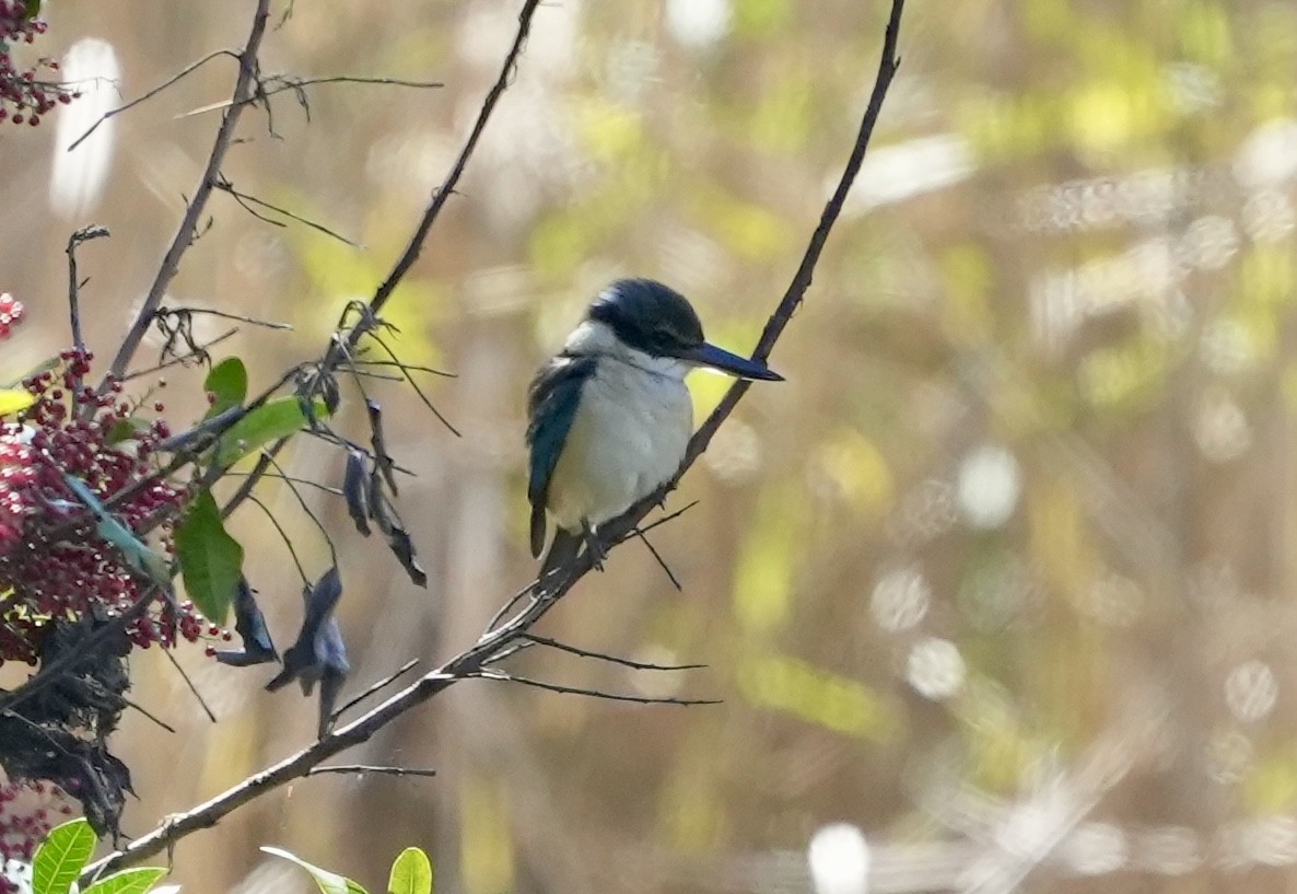 Sacred Kingfisher - ML638826353