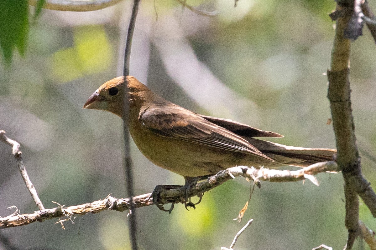 Blue Grosbeak - ML638826408