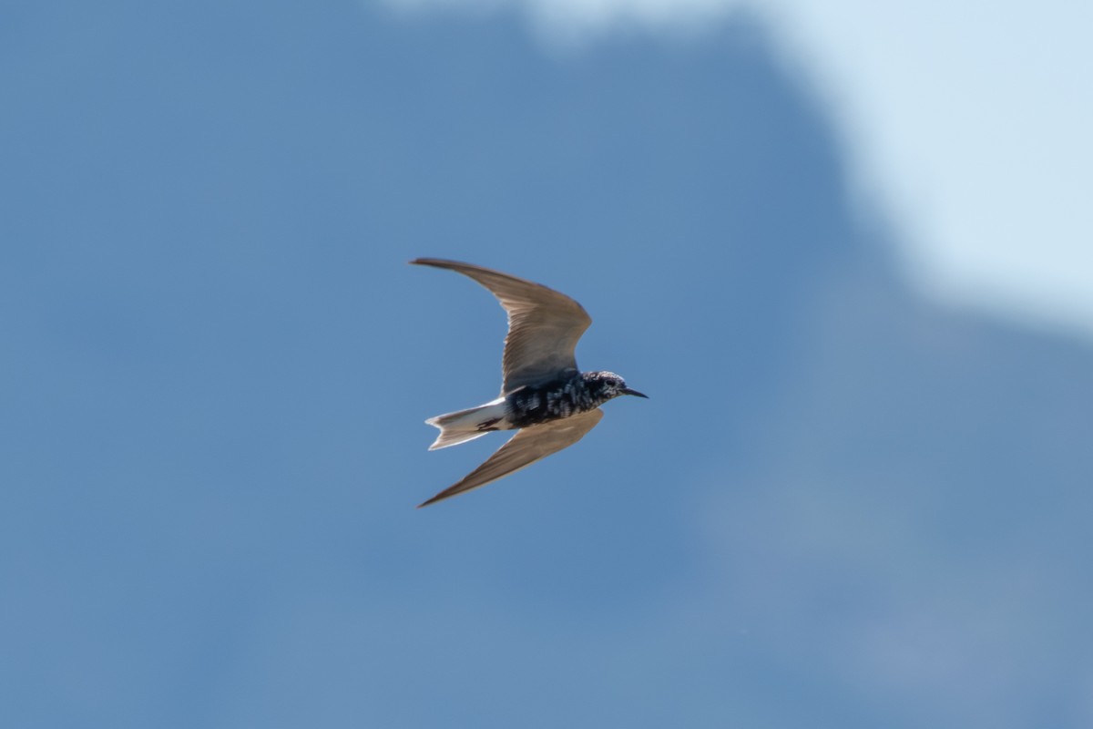 Black Tern - ML638826462