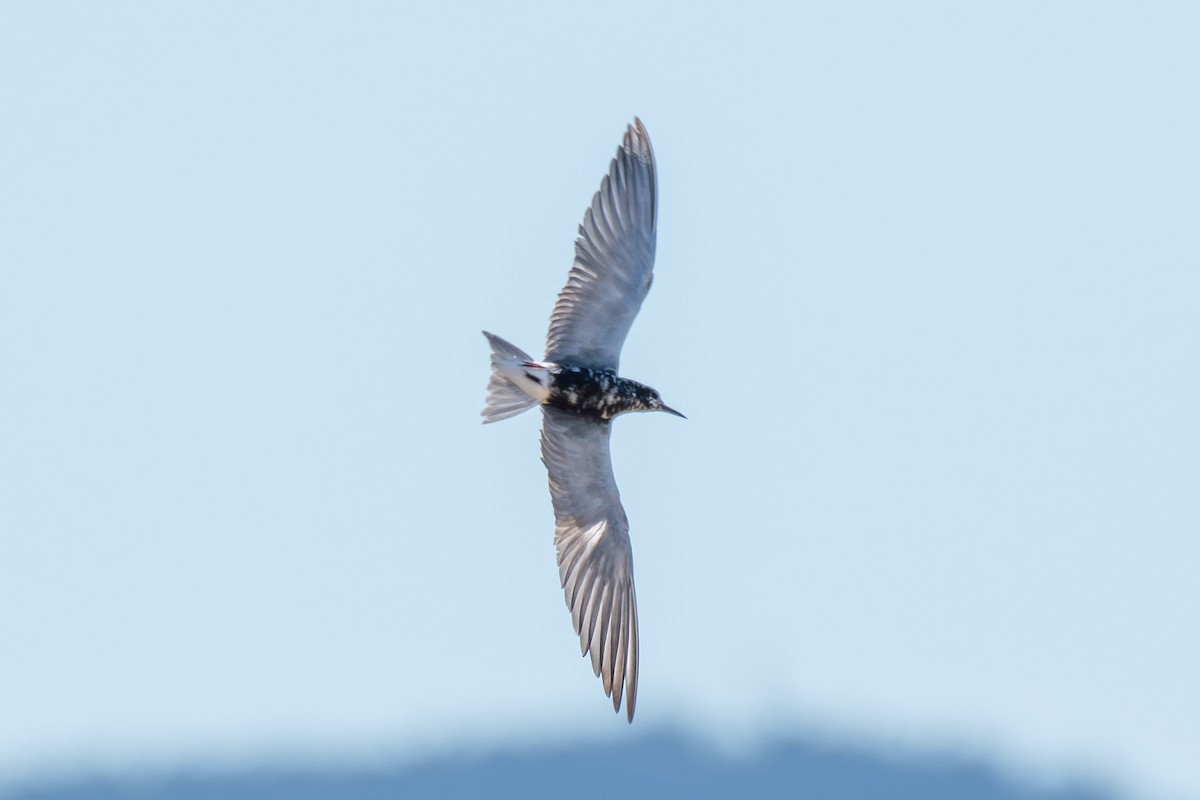 Black Tern - ML638826463