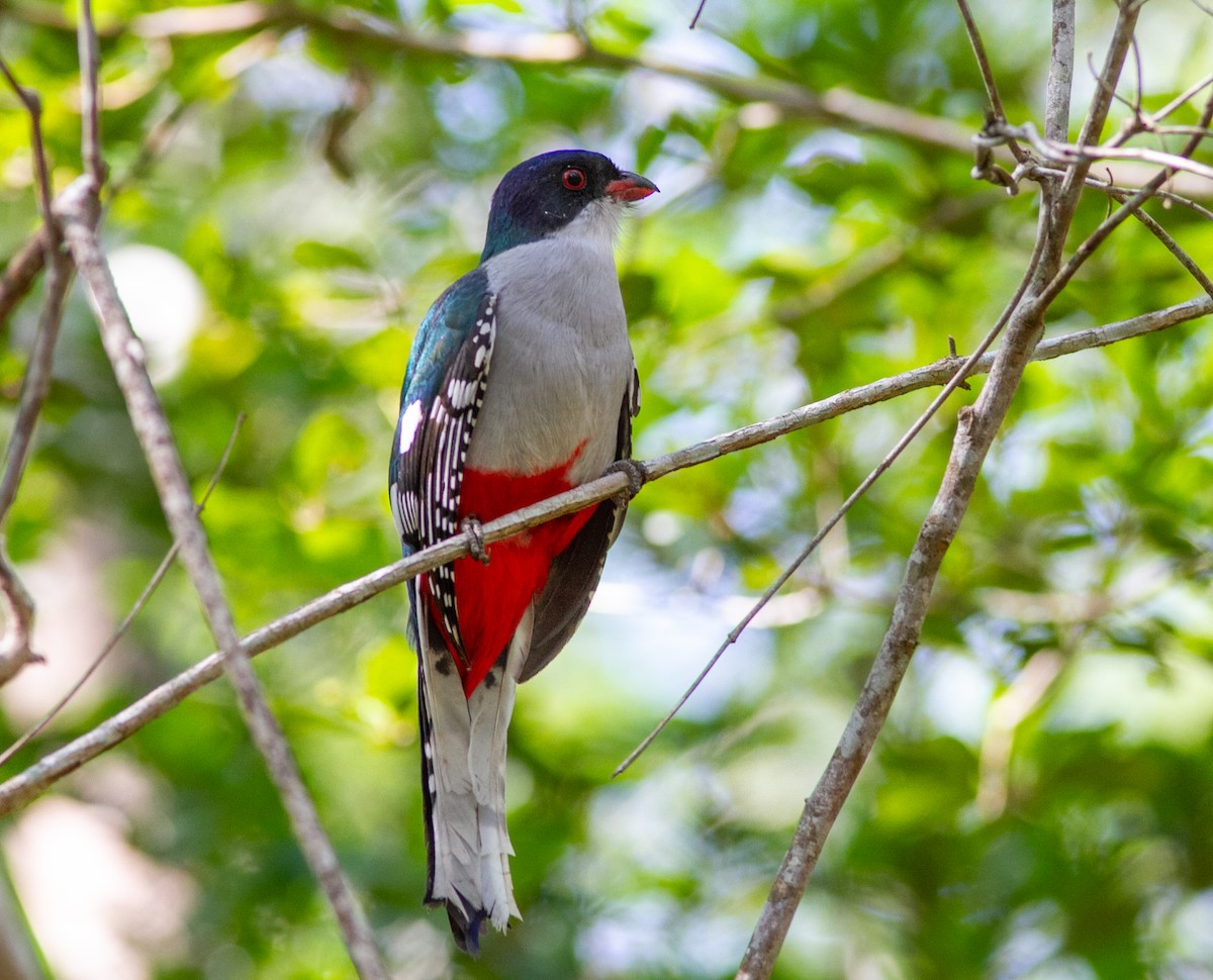 Cuban Trogon - ML638826497