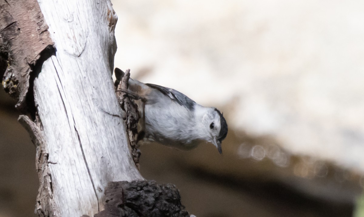 White-breasted Nuthatch - ML638826537