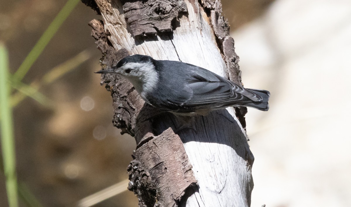 White-breasted Nuthatch - ML638826546