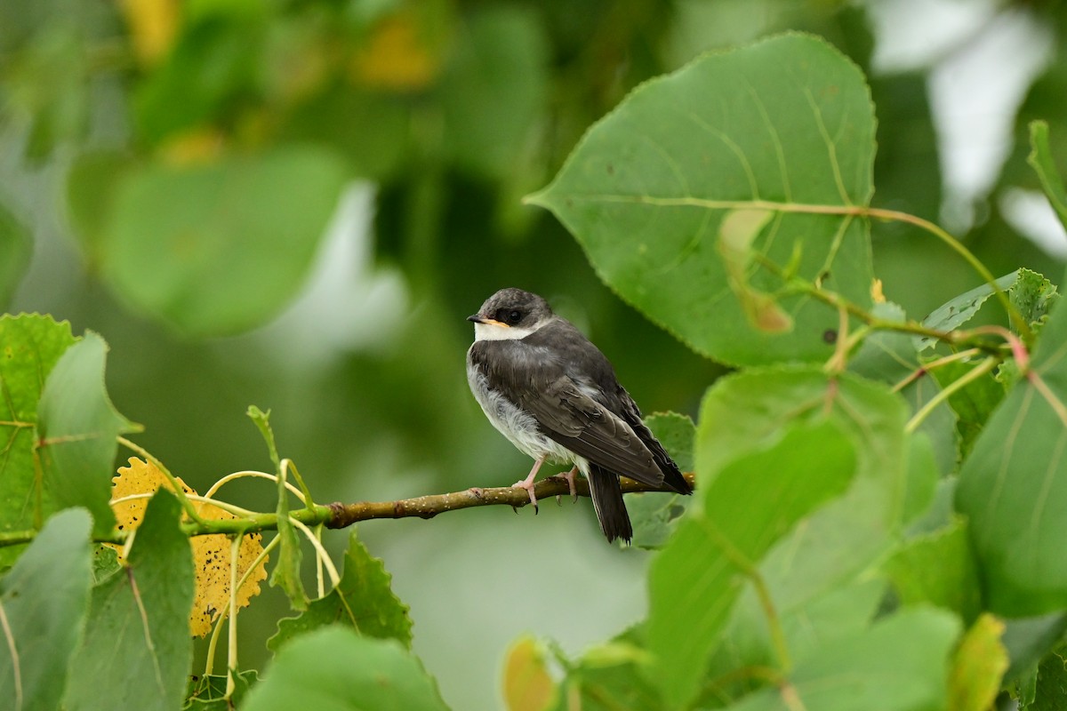 Tree Swallow - ML638826565