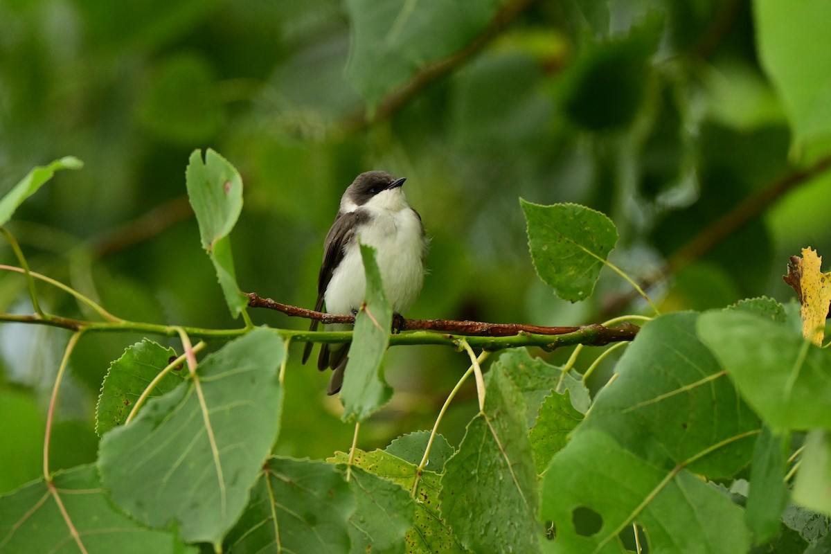 Tree Swallow - ML638826567