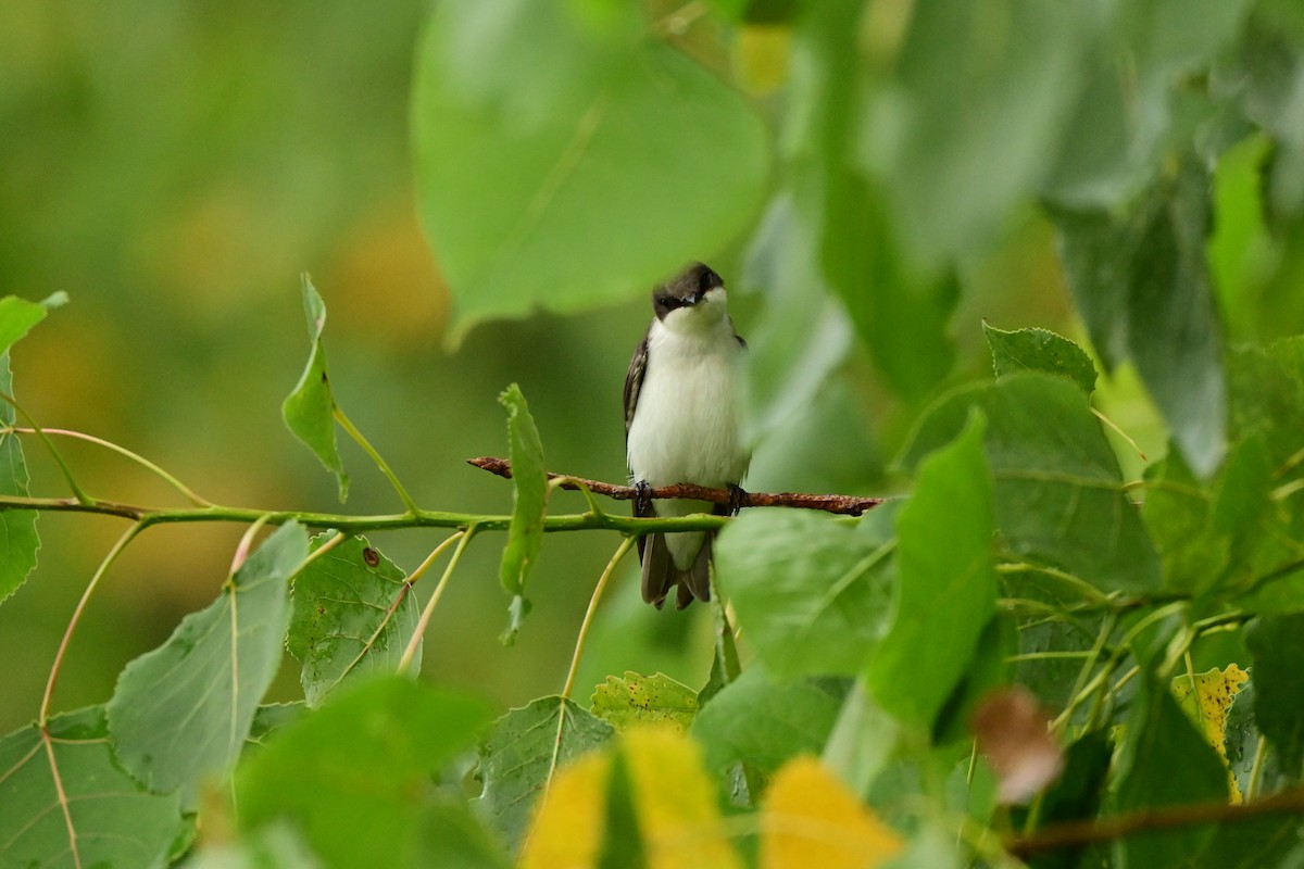 Tree Swallow - ML638826568