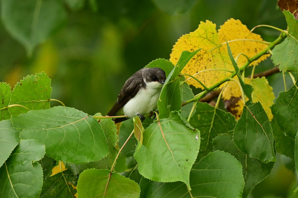 Tree Swallow - ML638826570