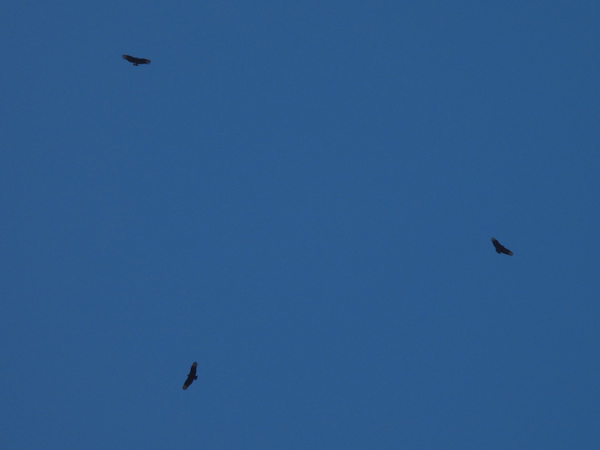 Black Vulture - ML638826590