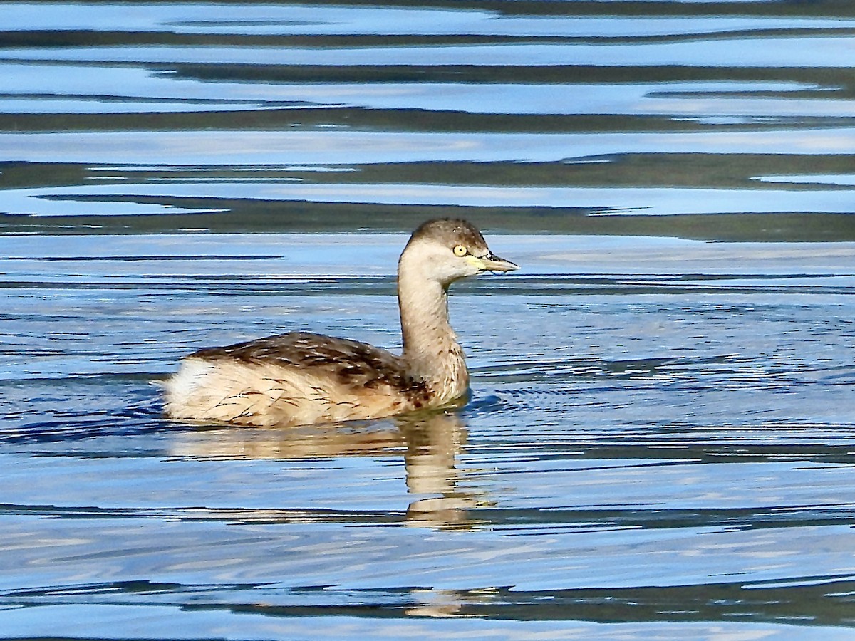 Australasian Grebe - ML638826614