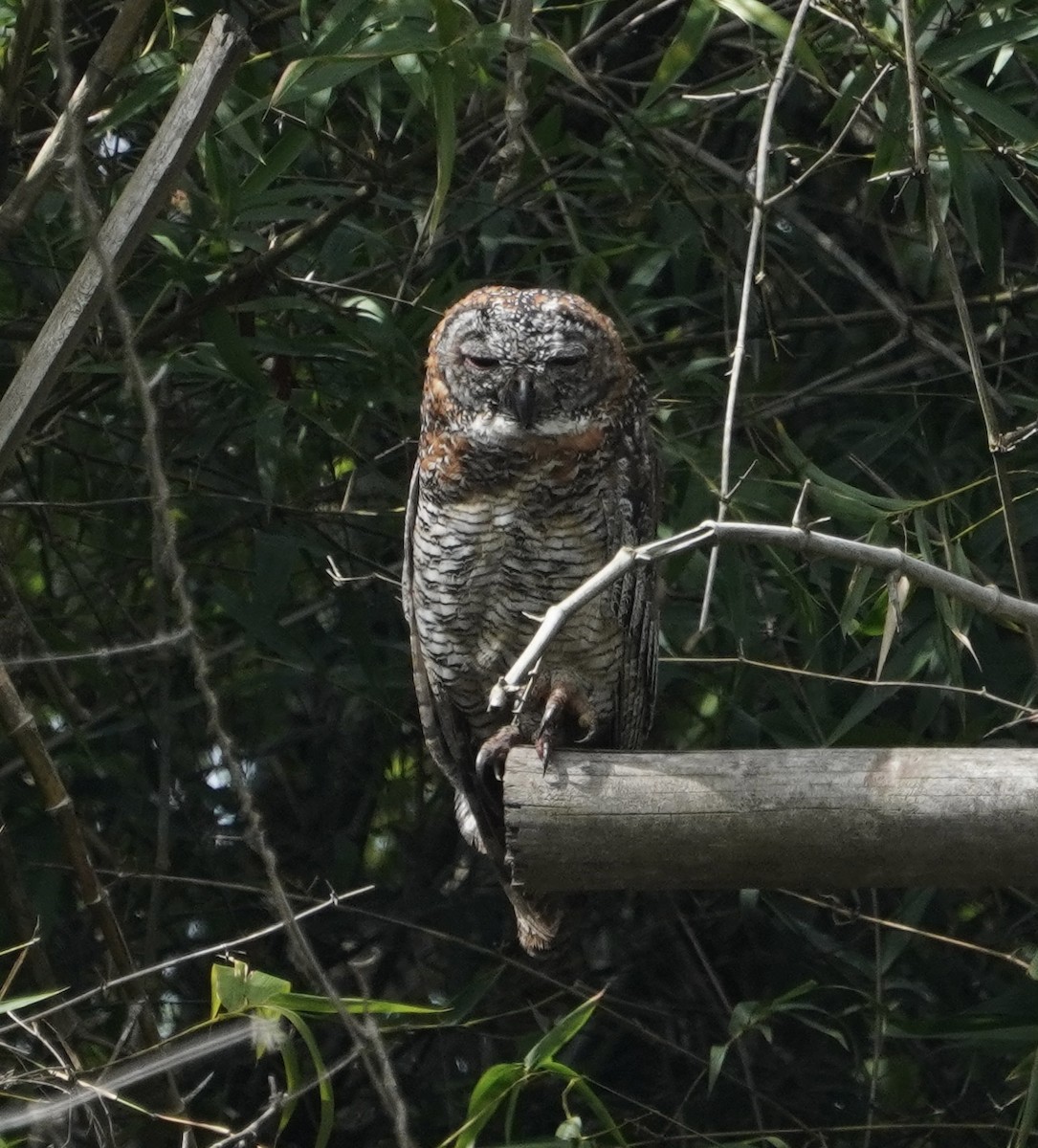 Mottled Wood-Owl - ML638826654