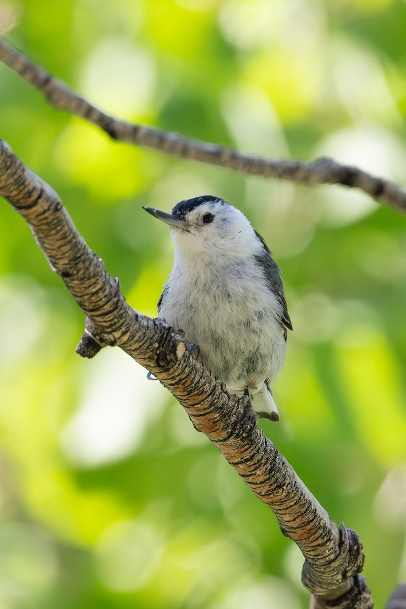 White-breasted Nuthatch (Interior West) - ML638826656