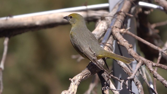 Hepatic Tanager - ML638826669