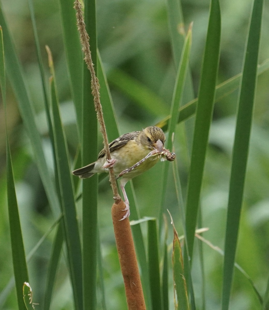 Baya Weaver - ML638826678