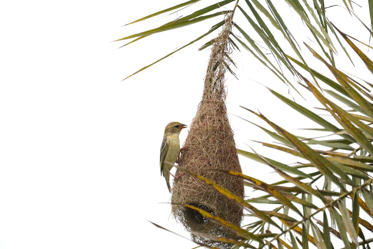 Baya Weaver - ML638826679