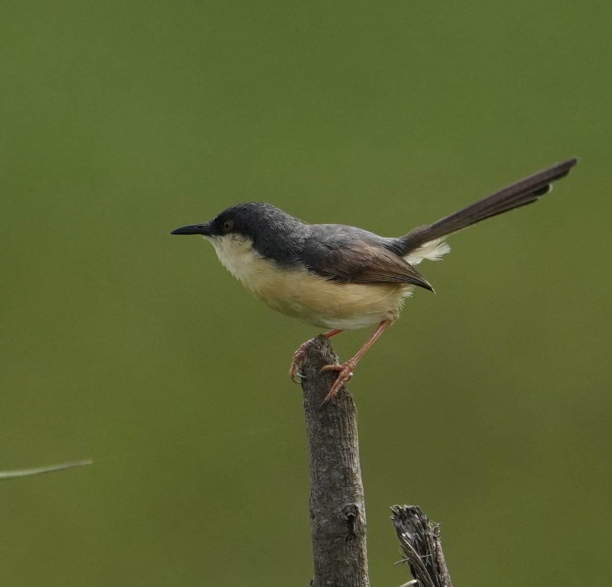 Ashy Prinia - ML638826709