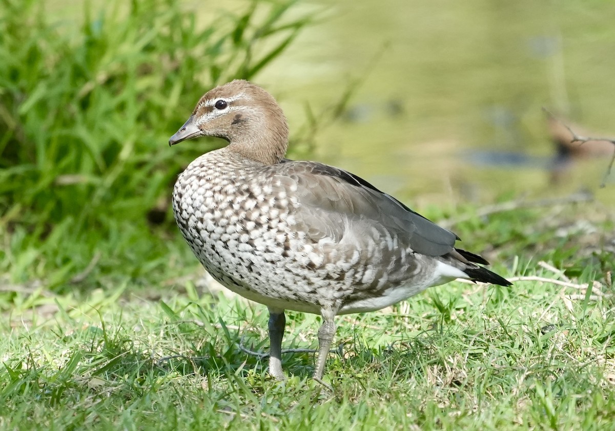 Maned Duck - ML638826743