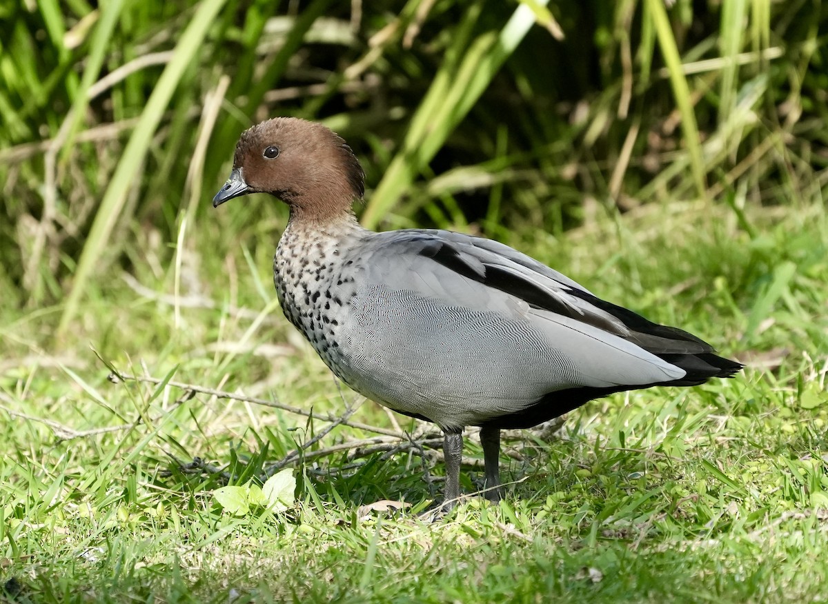 Maned Duck - ML638826744
