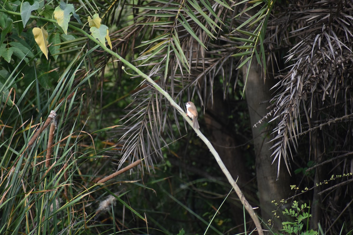 Yellow-eyed Babbler - ML638826749