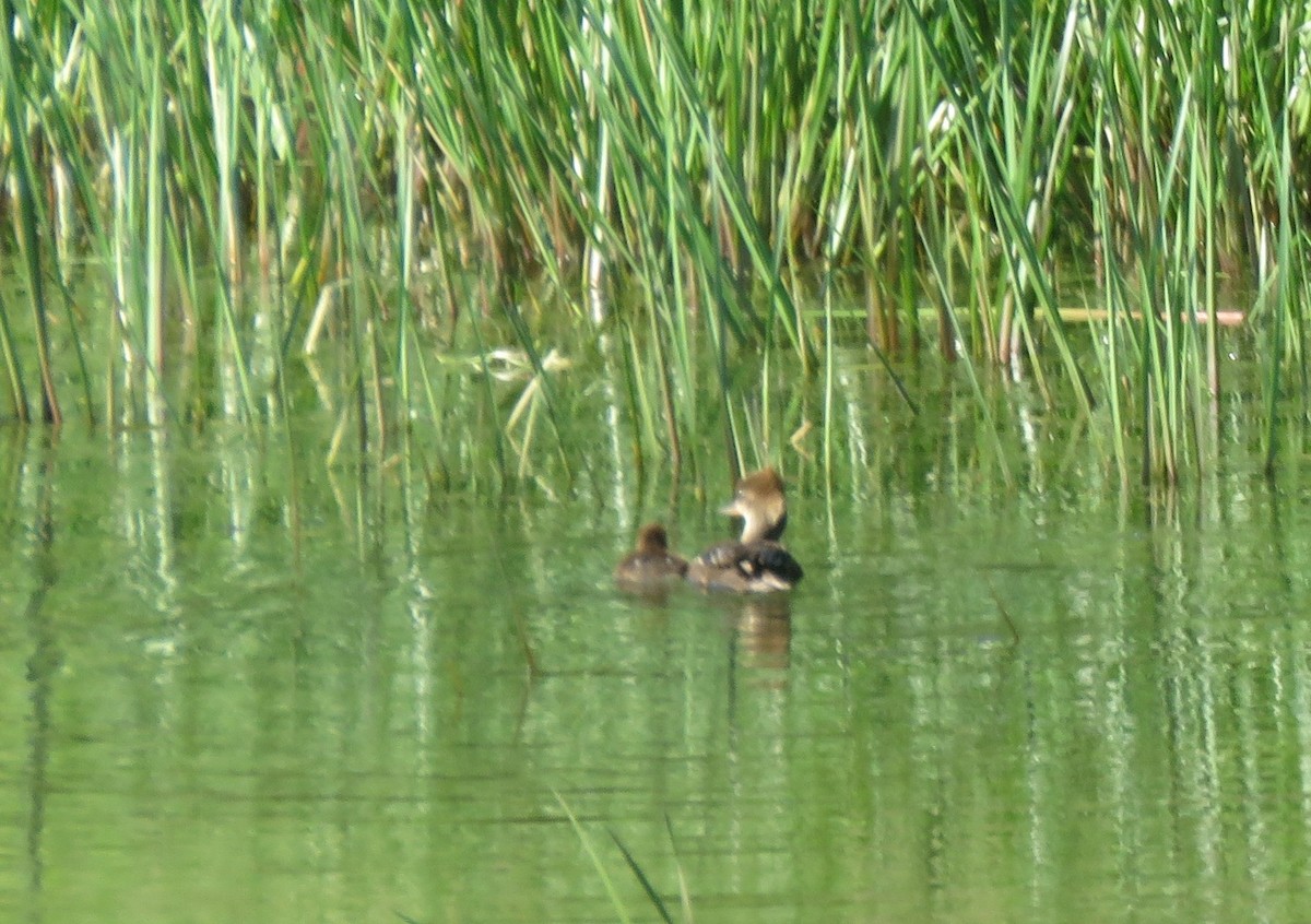 Hooded Merganser - ML638826780
