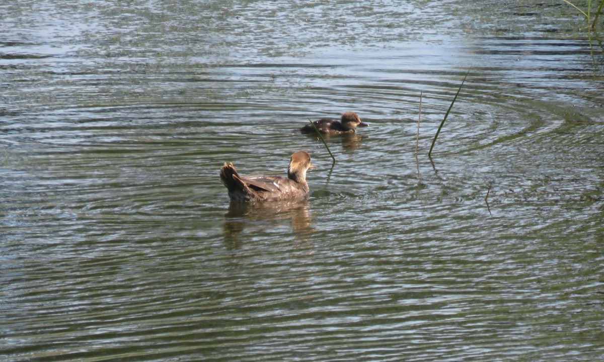 Hooded Merganser - ML638826789