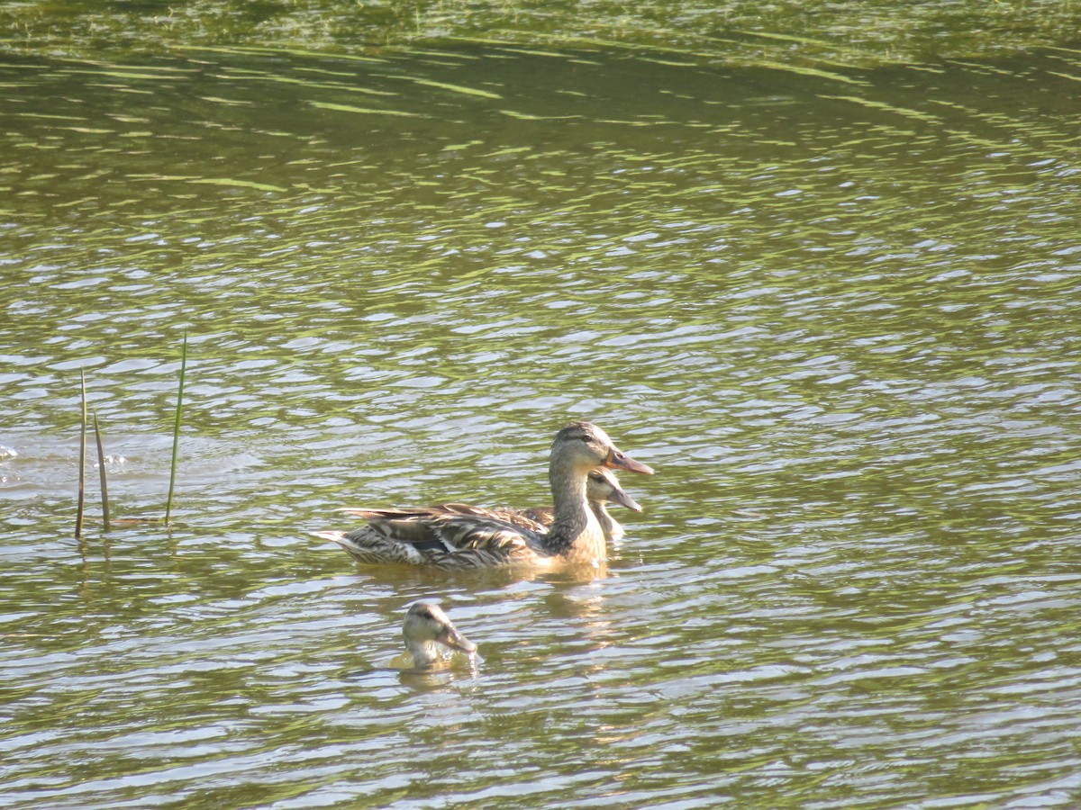 Mallard - ML638826797