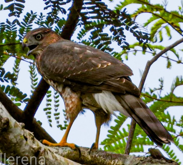 Gundlach's Hawk - ML638826798