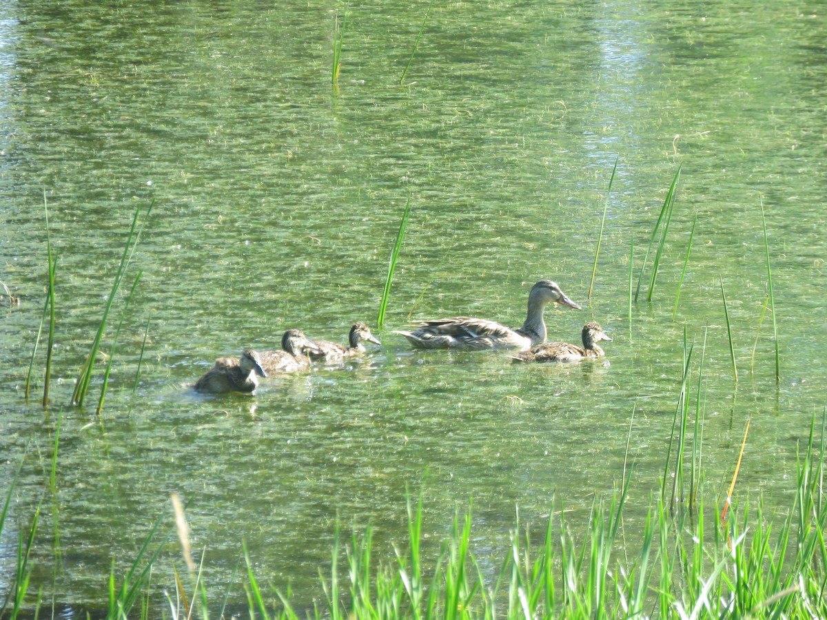 Mallard - ML638826800