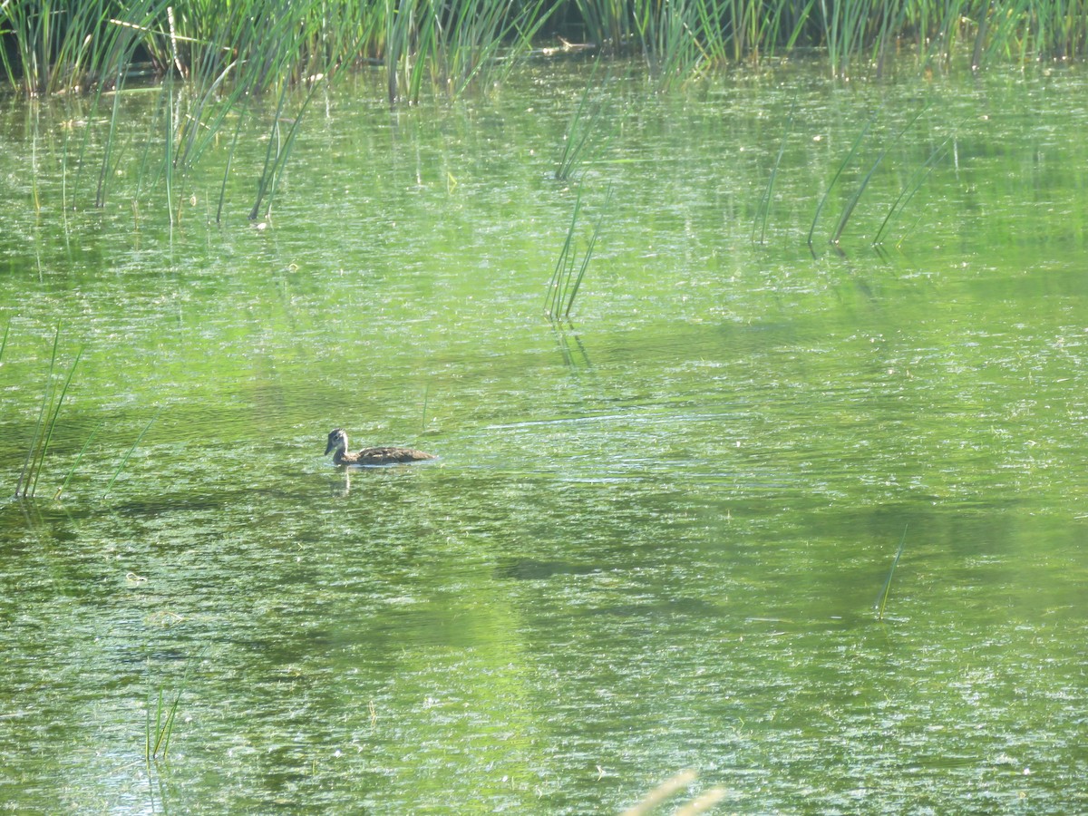 Mallard - ML638826801