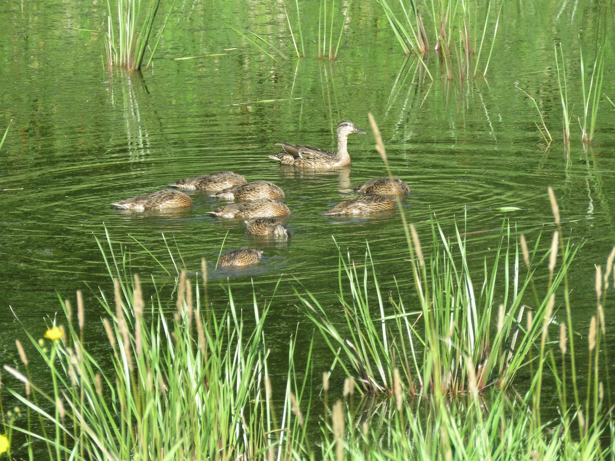 Mallard - ML638826813