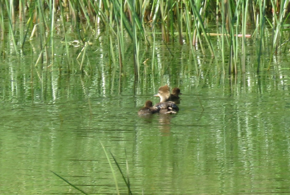 Hooded Merganser - ML638826818