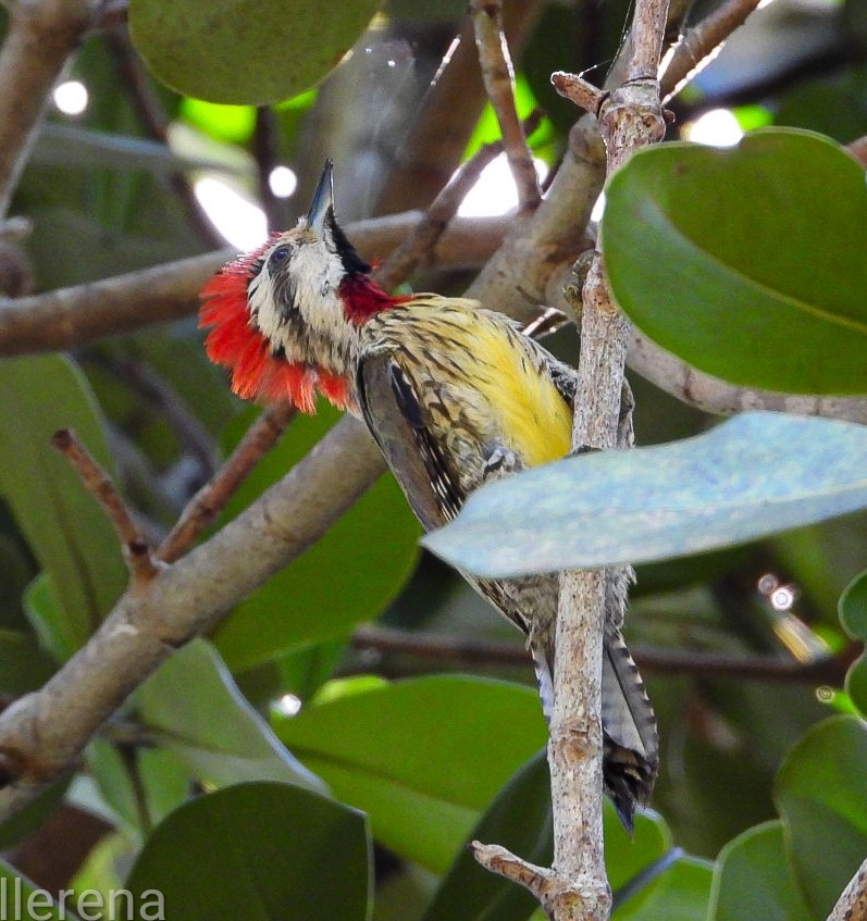 Cuban Green Woodpecker - ML638826823