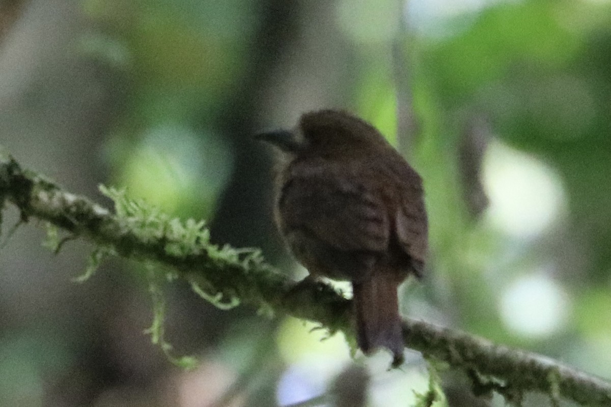 White-whiskered Puffbird - ML638826827