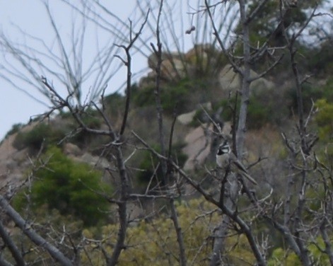 Bridled Titmouse - ML638826828