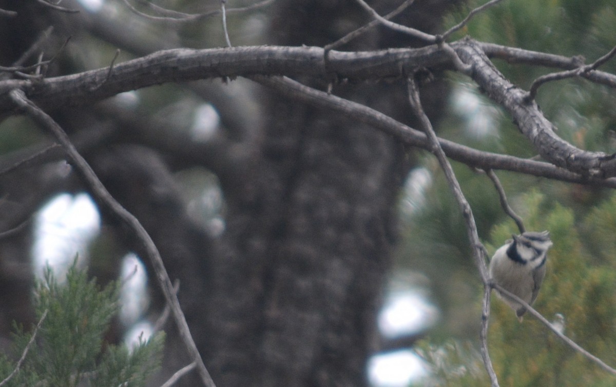 Bridled Titmouse - ML638826829