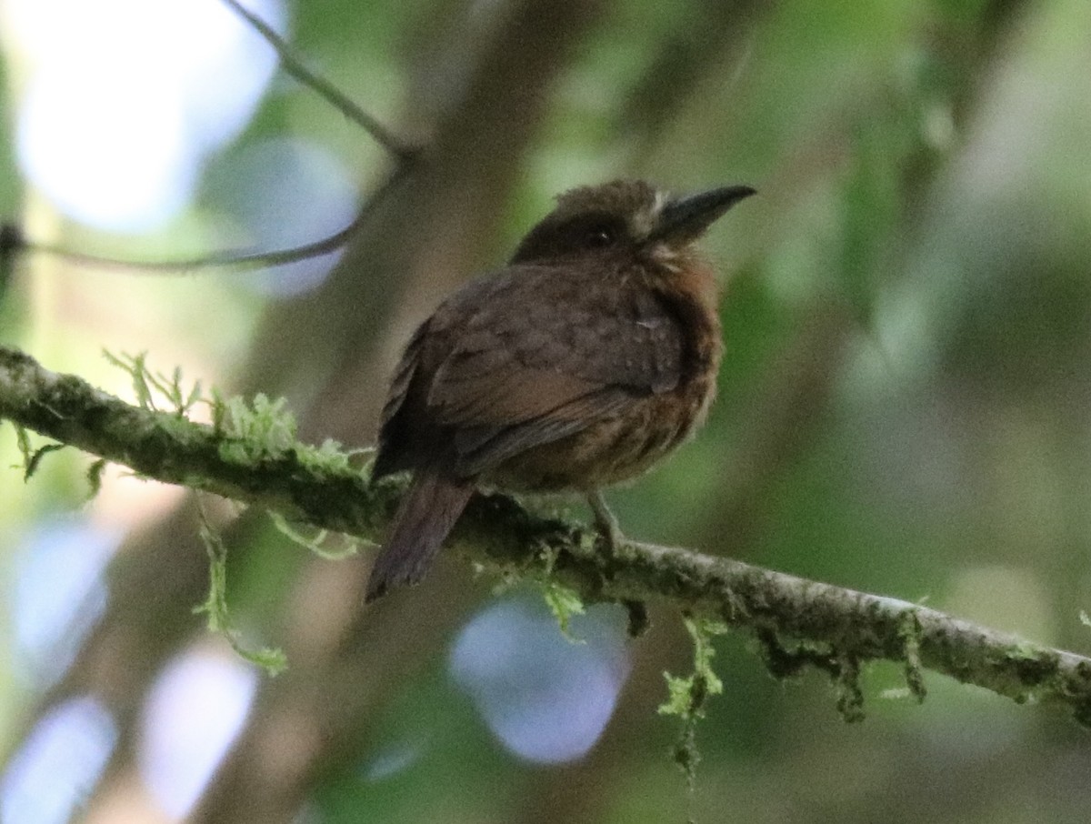 White-whiskered Puffbird - ML638826834