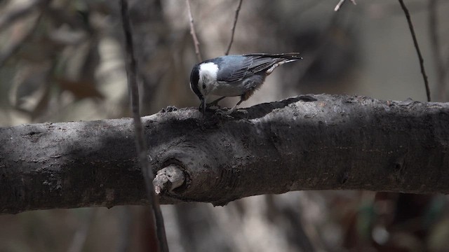 White-breasted Nuthatch - ML638826838